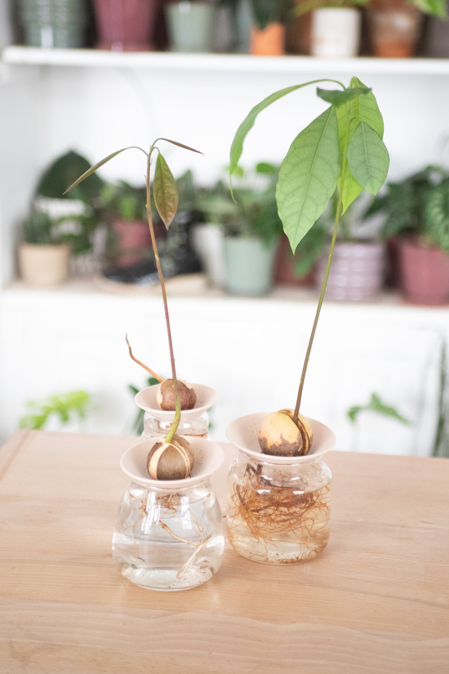 Bobèche pour plantes Noé bouture