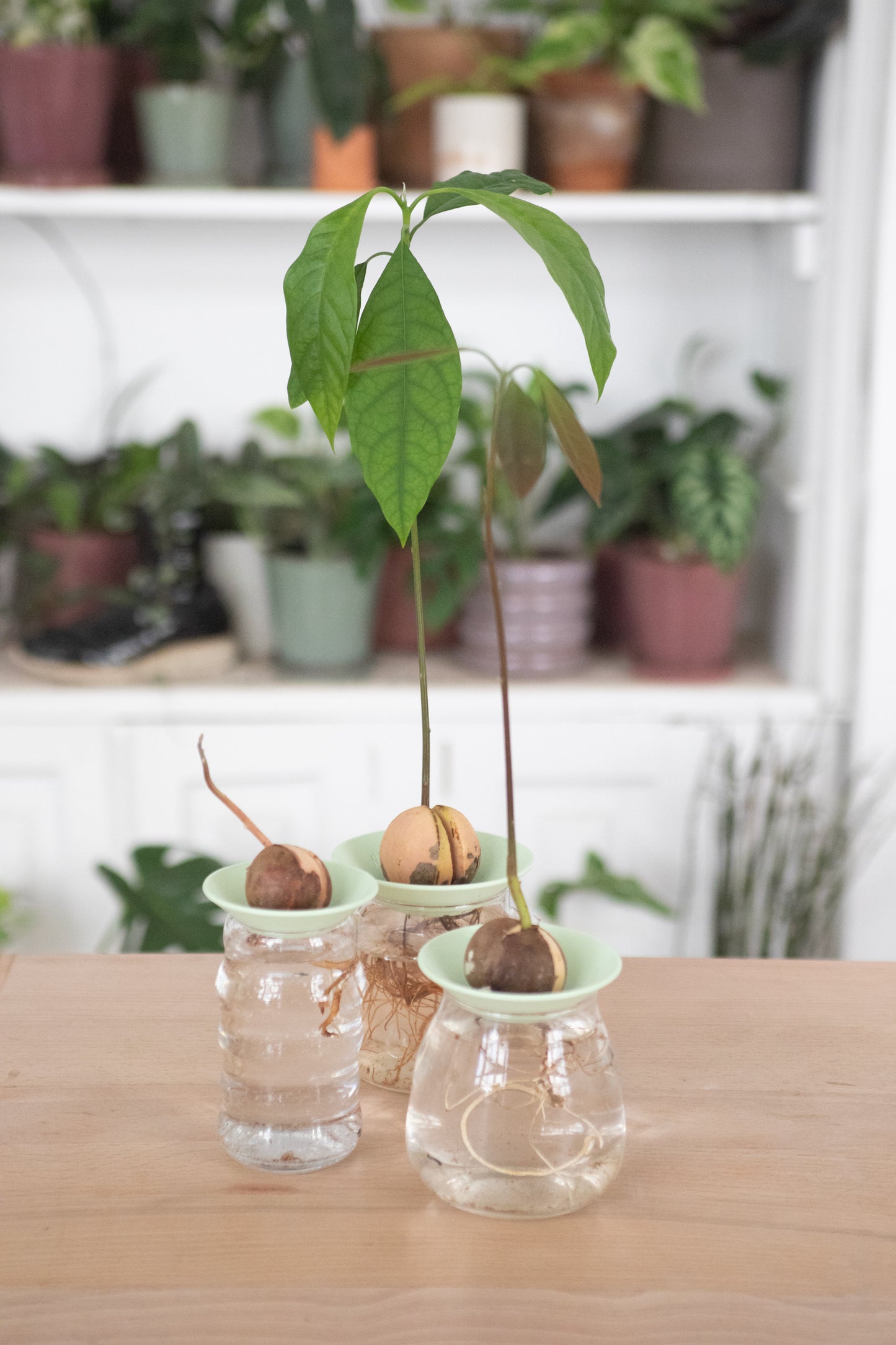 Bobèche pour plantes Noé bouture