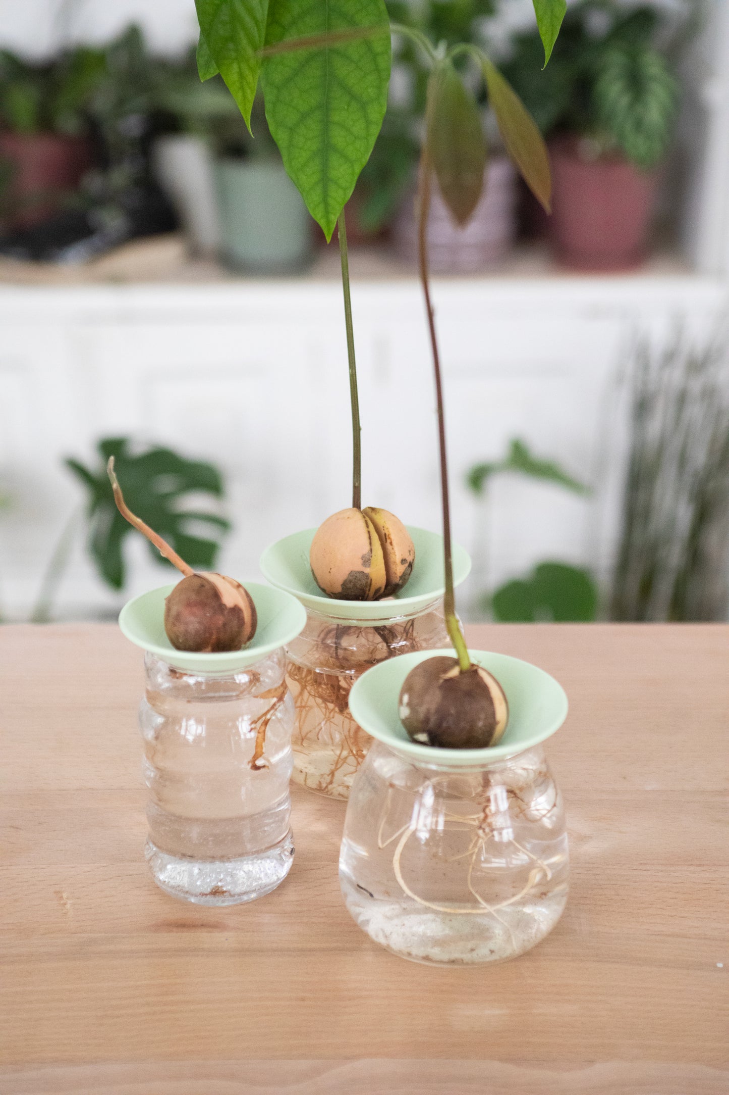 Bobèche pour plantes Noé bouture