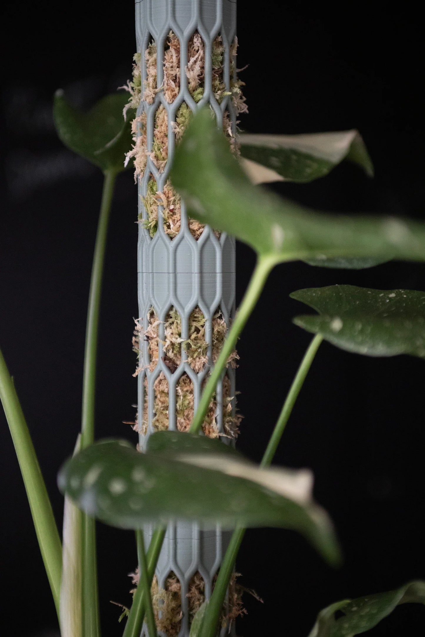 Tuteur pour plantes Noé bouture